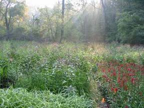 Biodiversity plots Sept 2005.JPG